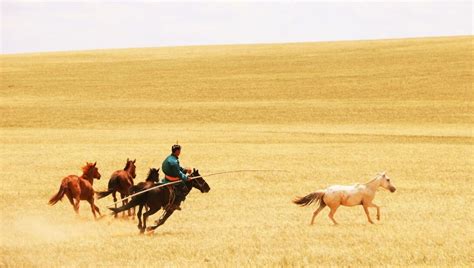 Around 4,200 Years Ago, Humans Started To Spread Domesticated Horses ...