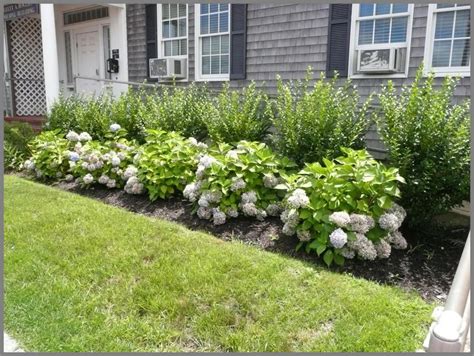 This Garden Picture Is Of A Simple Foundation Of Endless Summer Hydrangea Backed Landscaping