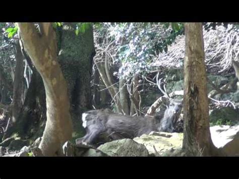 I Japan Har Apor Sex Med Hjortar F Rsta G Ngen Det Observeras Feber Vetenskap