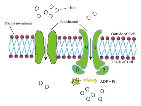 Schematic diagram of material exchange through ion channels. | Download Scientific Diagram