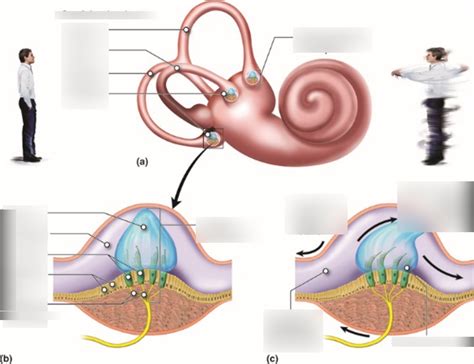 equilibrium - crista ampullaris Diagram | Quizlet