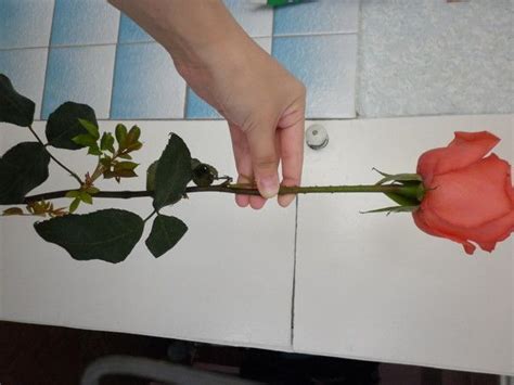 Супер-средство Тройчатка для проращивания роз. 0 | Propagating plants