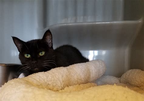 Why the lycoming spca success rate is higher than average 12