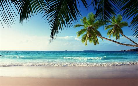 Beach Sand Palm Trees Wallpapers Hd Desktop And Mobile Backgrounds