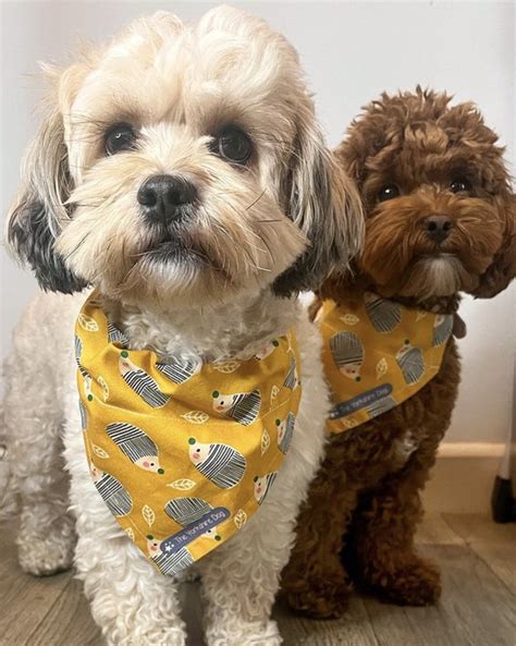 Shih Poo Lifespan Guide - How Long Do Shih Poos Live? | PupTraveller