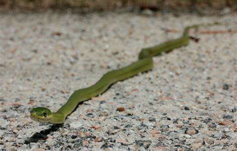 Intriguing Characteristics Of The Rough Green Snake A Closer Look At