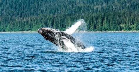 Alaska Whale Watching Tours | Seward, Whittier, Juneau,… | ALASKA.ORG