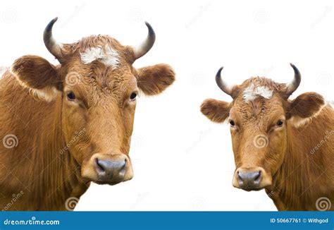 Two Cow Heads Isolated Stock Image Image Of Animal 50667761