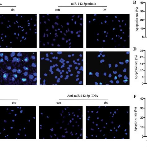 Sirt7 Inhibition Reduced Hk 2 Cell Apoptosis With Cisplatin Treatment