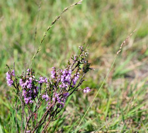 веточка вереска - Сток картинки - iStock