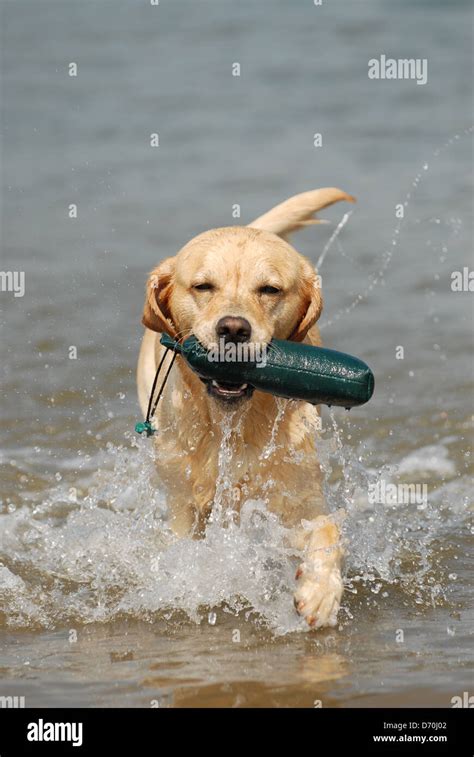 Playing Labrador Retriever Stock Photo Alamy