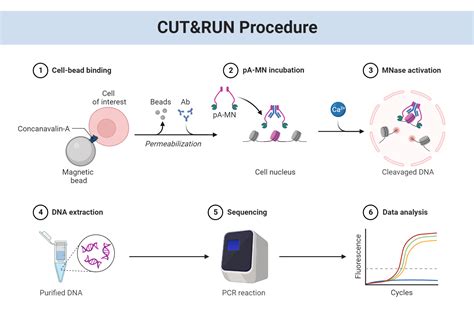 Cutandrun Procedure Biorender Science Templates