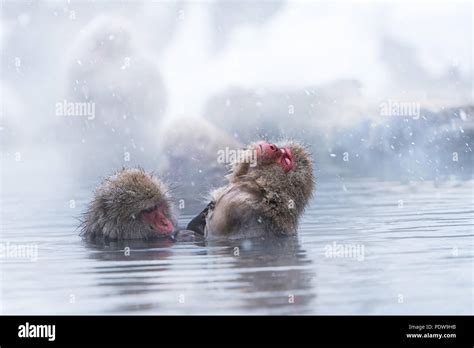 Snow Monkey Bathing In Hot Water Spring In Winter Stock Photo Alamy