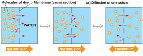 Diffusion And Osmosis Flashcards Quizlet