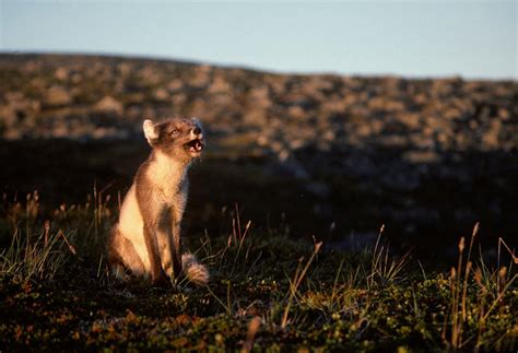 Critically endangered Arctic fox breeds successfully in Finland - WWF ...