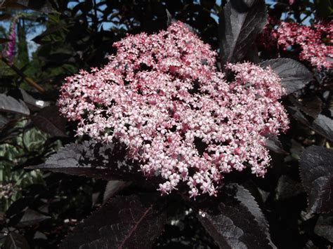 Sambucus Nigra Guincho Purple Vlier Vlierbes De Tuinen Van Appeltern