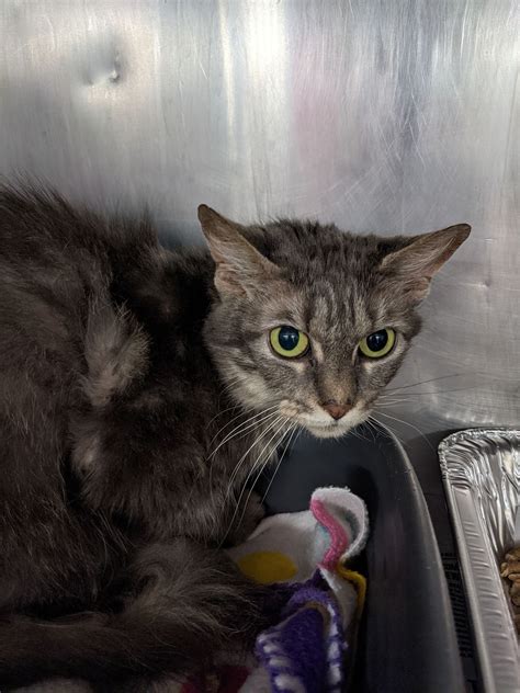 Huntington Cabell... - Huntington Cabell Wayne Animal Shelter