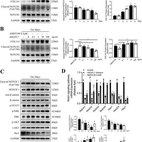 Recombined Egfl7 Protein Promote Osteogenic Differentiation Of Hbmscs