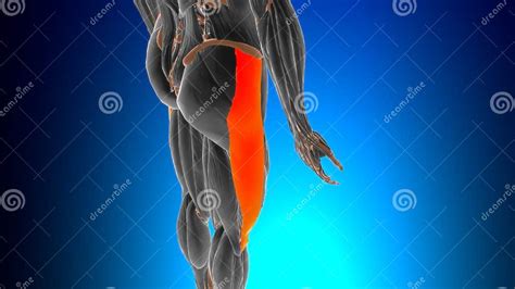 Iliotibial Tract or Band Anatomy for Medical Concept 3D Stock Illustration - Illustration of ...