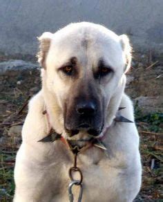 14 Kengal ideas | kangal dog, anatolian shepherd dog, dog breeds