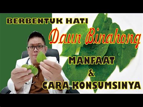 Ketahui Manfaat Daun Binahong Yang Bikin Kamu Penasaran