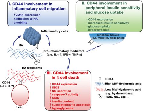 Cd Involvement In T D Three Cd Dependent Pathways Affect The Fate