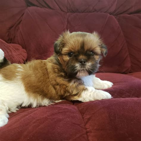 Violets Yorkies and Shih tzus