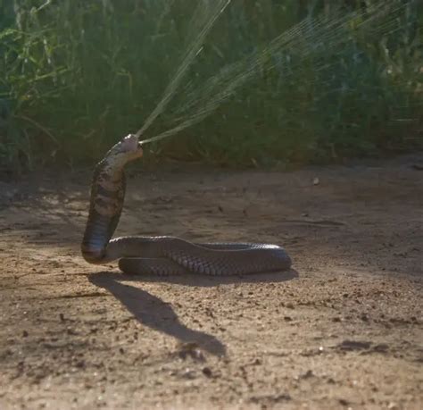 Mozambique Spitting Cobra - Facts, Diet, Habitat & Pictures on Animalia.bio