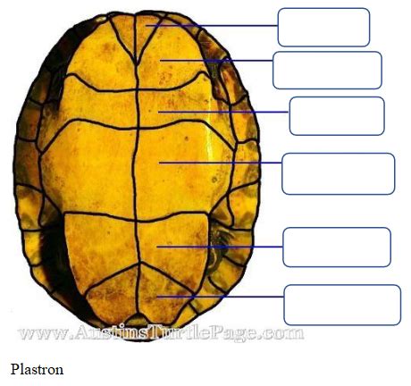 VT 100 Lab Practical Midterm 1 Review: Turtle Plastron Scutes (Ventral ...