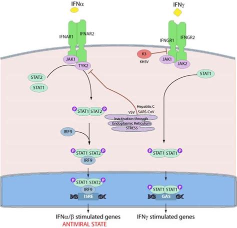 Interferon Jakstat Signaling Pathway Creative Biomart