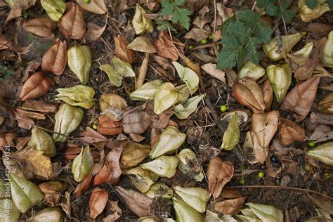 Koelreuteria paniculata Stock Photo | Adobe Stock