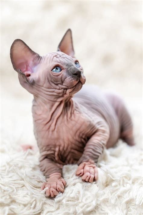 Bald Pussy Close Up Stock Photos Free Royalty Free Stock Photos From Dreamstime