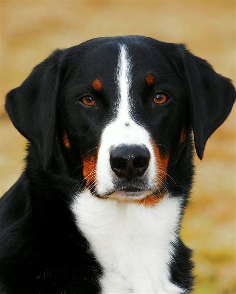 Mountain Dog Breeds – The Massive Pup That Could Be Your New Pet