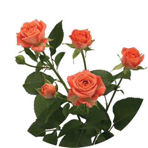 Charming Babe Solefarms