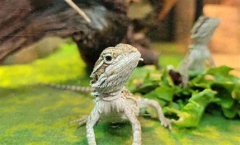 Bearded Dragon Reptiles for sale