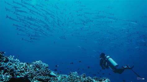 Pesona Pulau Senoa Di Natuna Destinasi Wisata Bahari Dengan Keindahan