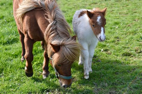 Shetland Pony Veulen - Gratis foto op Pixabay
