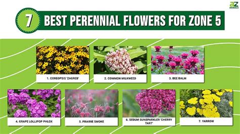 7 Best Perennial Flowers For Zone 5 - A-Z Animals