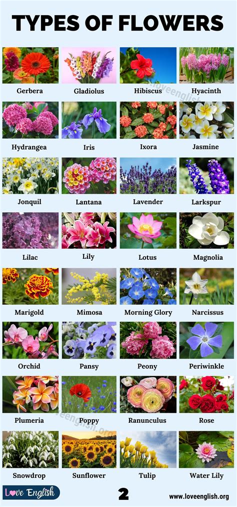 Types of Flowers: 70 Different Types of Flowers in the World - Love English