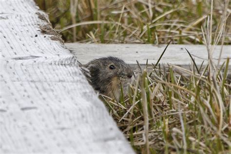 Northern Collared Lemming Baffin Bay Mammals All · Inaturalist