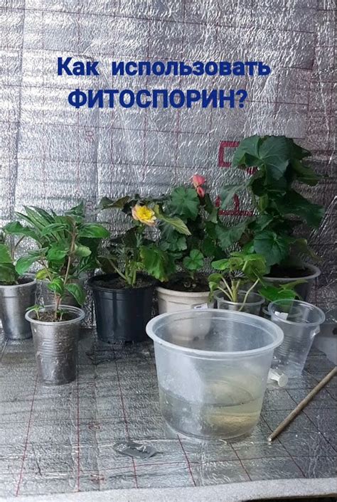 Повышаем иммунитет растений. Фитоспорин- как готовить маточный раствор ...