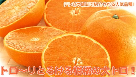 せとか | みかん大事典 | みかんのことなら「のま果樹園」 [ Produced by 株式会社乃万青果 ]