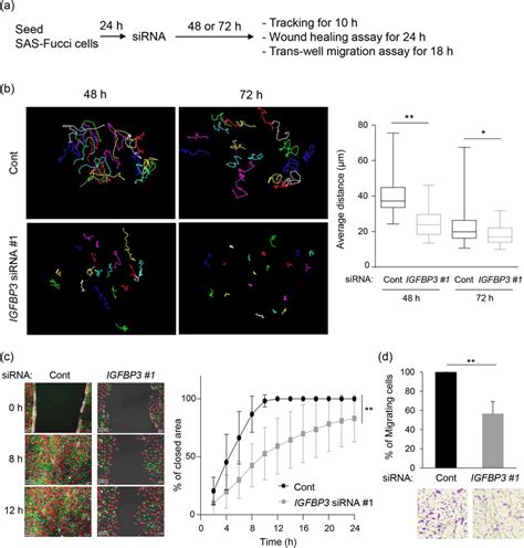 Reduced Cell Migration By IGFBP 3 Knockdown In Multiple Assays A