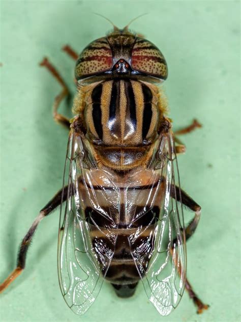 Adult Lagoon Fly Stock Image Image Of Brachyceran Aschizan 230701707