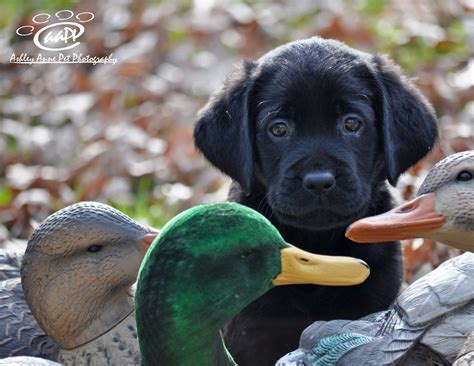 Duck Hunting Dog Names - dopi
