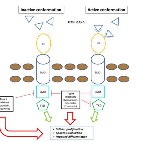 Schematic representation of FLT3 inhibitors mechanism of action ...