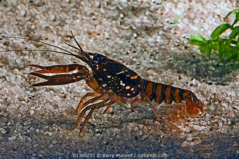 Black Crayfish