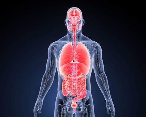 human organs