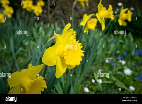 Spring flowers in UK Stock Photo - Alamy