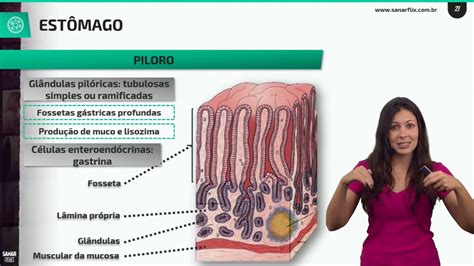 O Que É O Estomago - Como O Estomago Funciona at Audra Kato blog